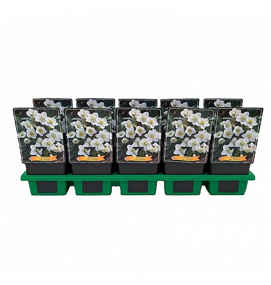 Helleborus Niger Preacox Ø11