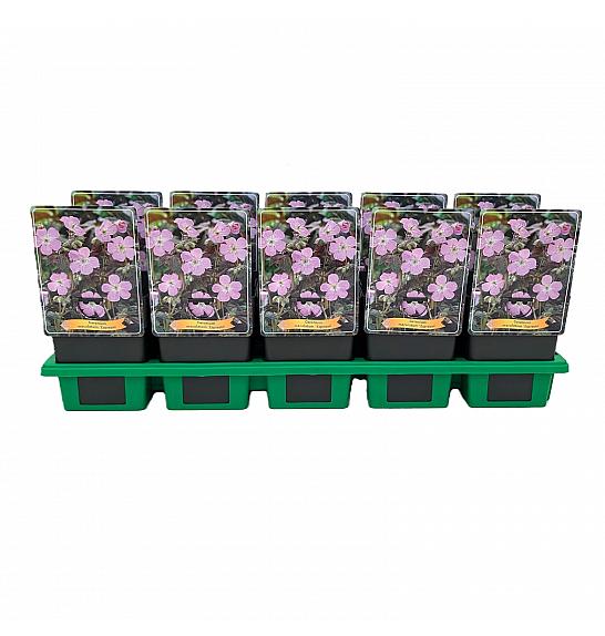 Geranium maculatum Espresso Ø11