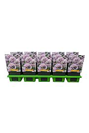 Allium senescens Summer beauty Ø11