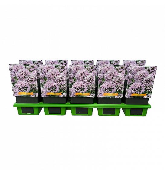 Allium senescens Summer beauty Ø11