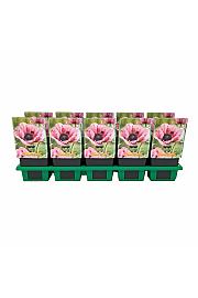 Papaver orientale Pattys Plum Ø11