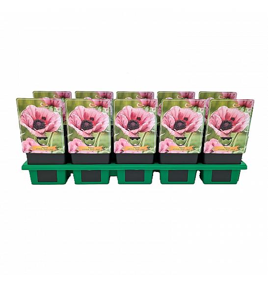 Papaver orientale Pattys Plum Ø11