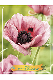 Papaver orientale Pattys Plum Ø11