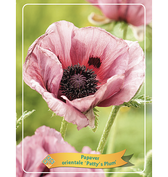 Papaver orientale Pattys Plum Ø11