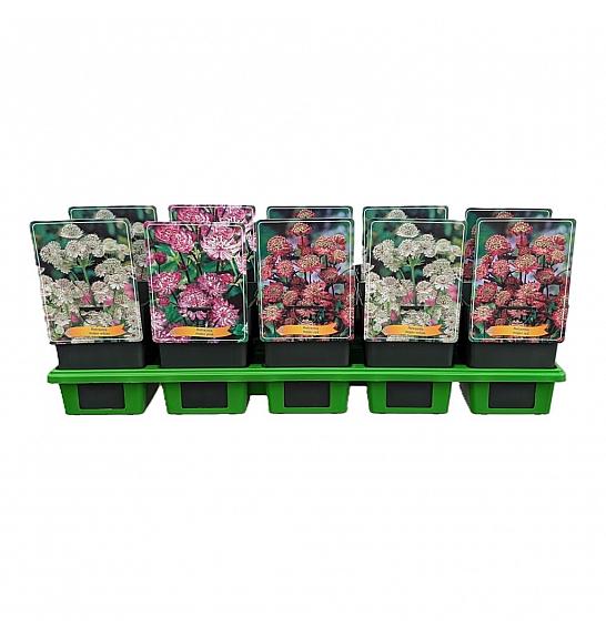 Astrantia mix Ø11
