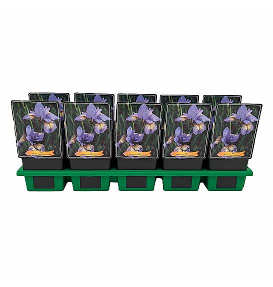 Iris sibirica anish Misfortune Ø11