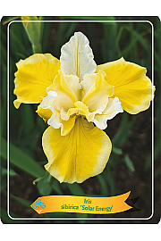 Iris sibirica Solar Energy Ø11