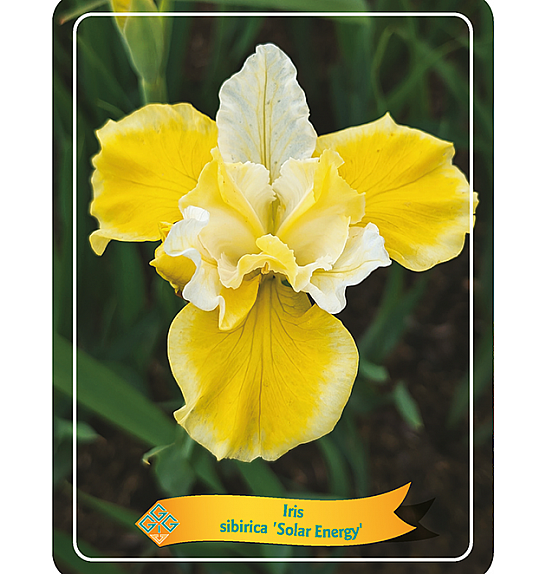 Iris sibirica Solar Energy Ø11