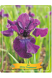 Iris sibirica Purplelicious Ø11