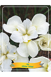 Iris Sibirica White Ø11