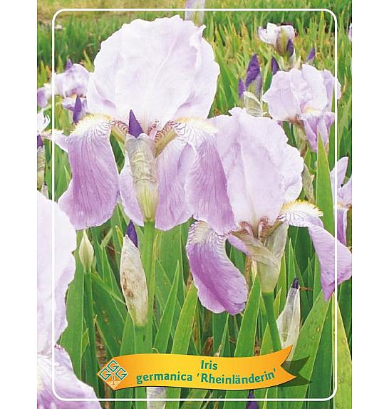 Iris germanica Rheinländerin Ø11