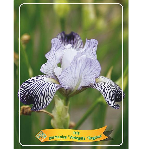 Iris germanica Variegata Reginae Ø11