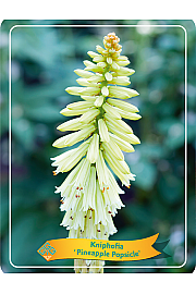 Kniphofia Pineapple Popsicle Ø11