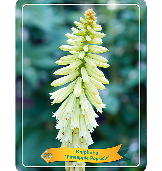 Kniphofia Pineapple Popsicle Ø11