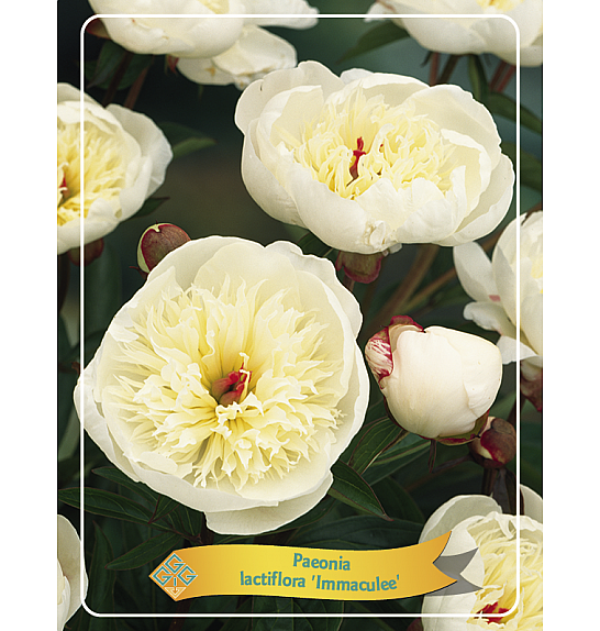 Paeonia lactiflora Immaculee Ø11