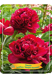 Paeonia lactiflora Adolphe Rousseau Ø11