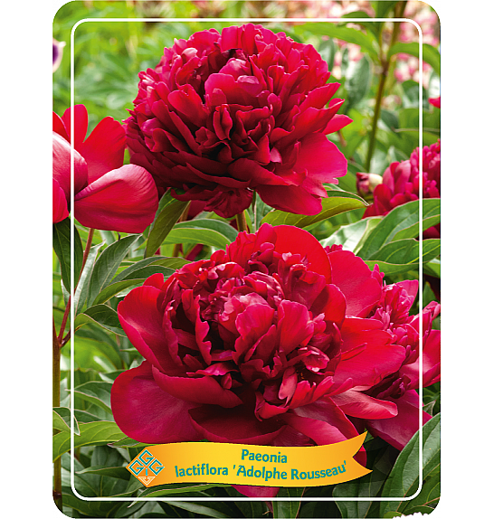 Paeonia lactiflora Adolphe Rousseau Ø11