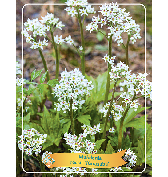 Mukdenia Karasuba Ø11