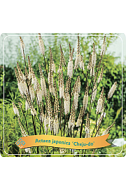 Actaea japonica Cheju-do C5 lit.