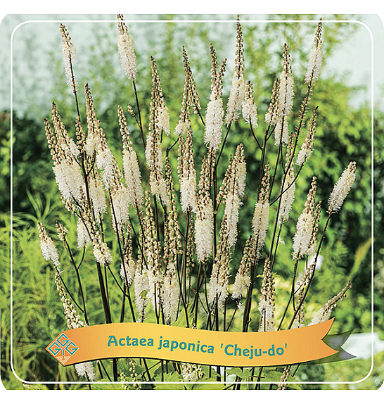 Actaea japonica Cheju-do C5 lit.