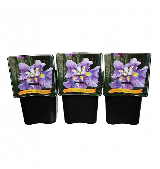 Iris ensata Tropical Storm C5 Lit.