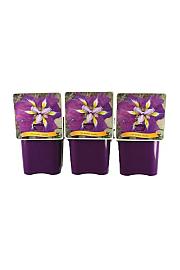 Iris ensata Loyalty C5 Lit.