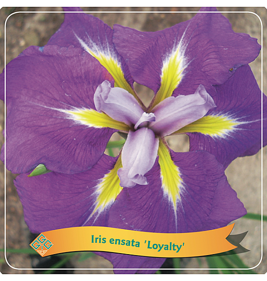 Iris ensata Loyalty C5 Lit.