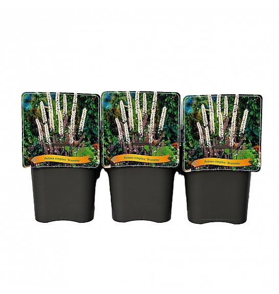 Actaea simplex Brunette C5 Lit.