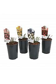 Rosa hybrid Fairy mix C2 Lit. 5-10 cm
