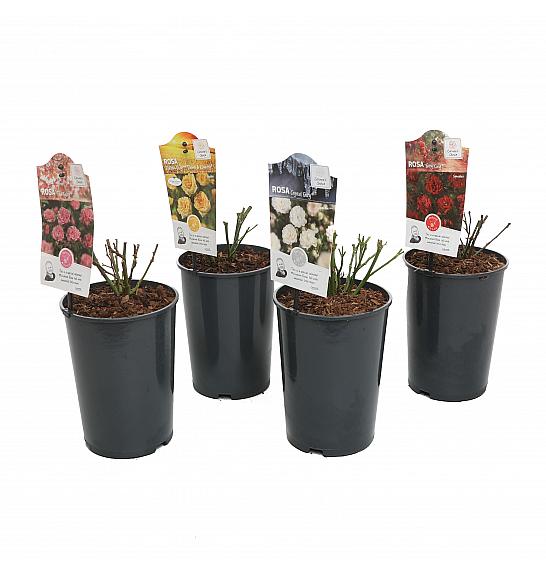 Rosa hybrid Fairy mix C2 Lit. 5-10 cm