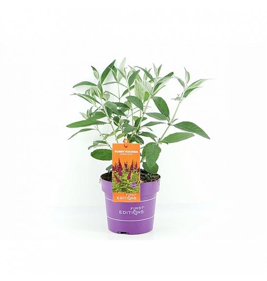 Buddleja d. Trippy Pink® C3 Lit. 35-55 cm