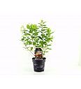 Hydrangea arb. Flower Wow C3 Lit. 30/+ cm
