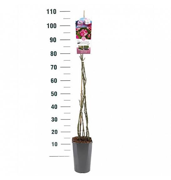 Rosa Sweet Syrie® C3 Lit. 50-60 cm Vzpenjava