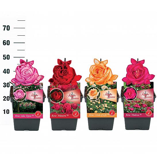 Rosa Tantau Premium Mix C5 Lit. 15-20 cm