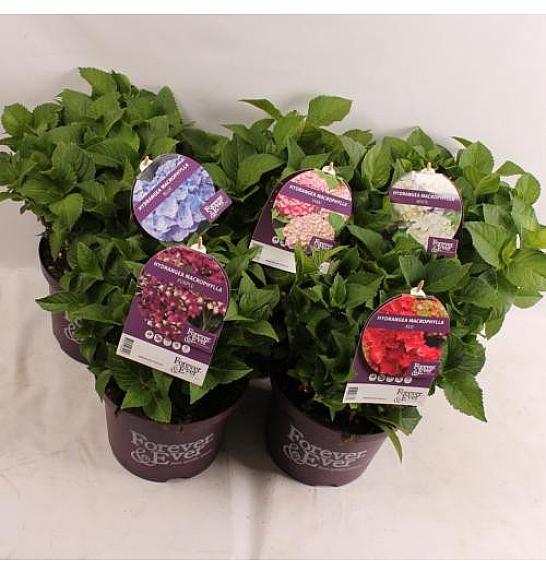 Hydrangea macrophylla Forever&Ever® Mix C5 Lit. 30-40 cm