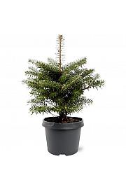 Abies koreana C15 Lit. 60-80 cm