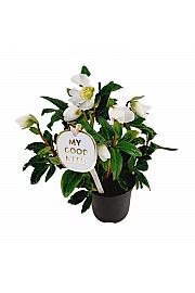 Helleborus niger Christmas Carol Ø9 cm