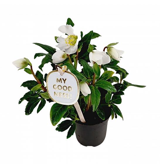 Helleborus niger Christmas Carol Ø9 cm