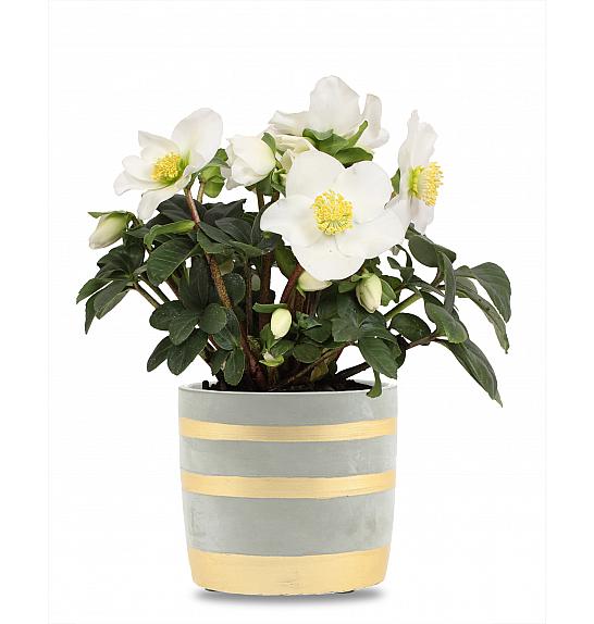 Helleborus niger Christmas Carol Ø12 cm LEY
