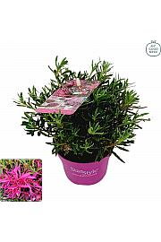 Azalea japonica Starstyle ® Lila Ø10,5 cm
