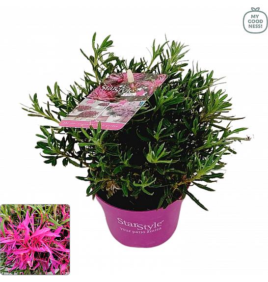 Azalea japonica Starstyle ® Lila Ø10,5 cm