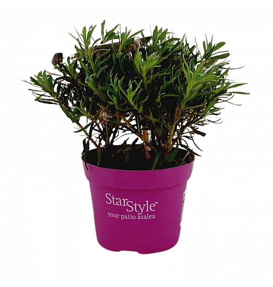 Azalea japonica Starstyle ® Lila Ø10,5 cm