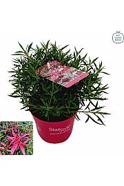 Azalea japonica Starstyle ® Pink Ø10,5 cm