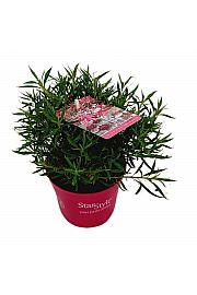 Azalea japonica Starstyle ® Pink Ø10,5 cm