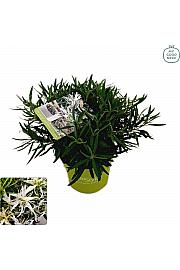 Azalea japonica Starstyle ® White Ø10,5 cm