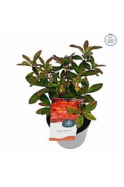 Azalea mollis Coccinea Speciosa C1,5 Lit. 15-25 cm