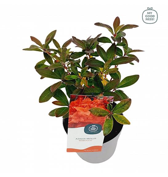 Azalea mollis Coccinea Speciosa C1,5 Lit. 15-25 cm