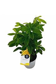 Azalea mollis Golden Flare C1,5 Lit. 15-25 cm