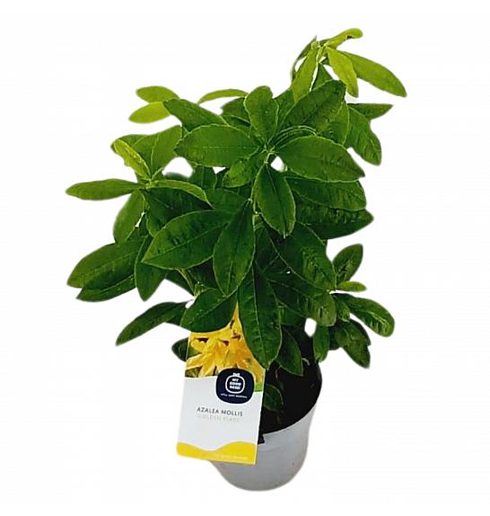 Azalea mollis Golden Flare C1,5 Lit. 15-25 cm