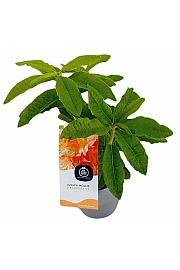 Azalea mollis Strawberry Ice C1,5 Lit. 15-25 cm